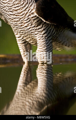 Havik close-up; Northern Goshawk Nahaufnahme Stockfoto