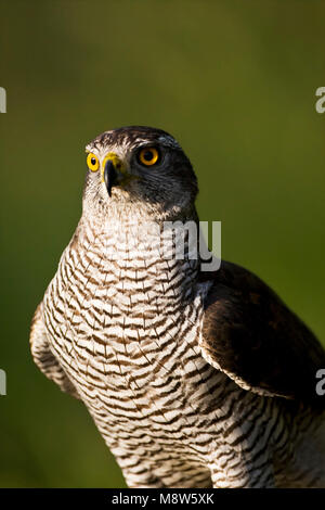 Havik close-up; Northern Goshawk Nahaufnahme Stockfoto