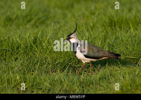 Northern Kiebitz stehend in der Wiese; Kievit staand in Weiland Stockfoto