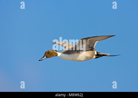 Northern Pintail männlichen Fliegen; Pijlstaart Mann vliegend Stockfoto