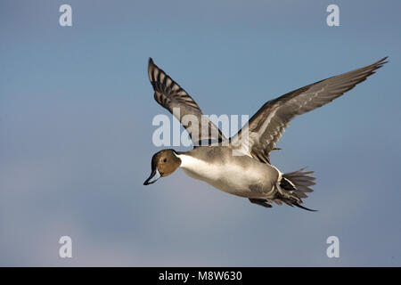 Northern Pintail männlichen Fliegen; Pijlstaart Mann vliegend Stockfoto