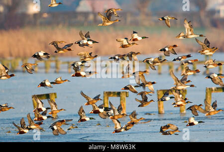 Opvliegende Slobeenden; Northern Shoveler abnehmen Stockfoto