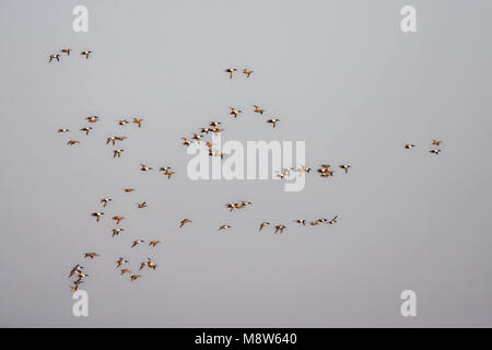 Slobeend, Northern Shoveler Anas clypeata Stockfoto