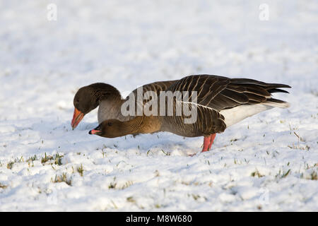 Kleine Rietgans in de sneeuw; Pink-footed Goose im Schnee Stockfoto