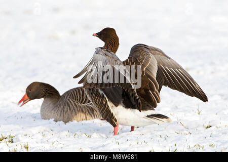 Kleine Rietgans in de sneeuw; Pink-footed Goose im Schnee Stockfoto