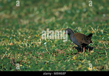 Plumbeous Schiene; Loodgrijze Ral Stockfoto