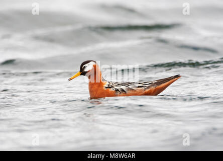 Rosse Franjepoot volwassen Vrouw zwemmend; Rot Phalarope erwachsenes Weibchen schwimmen Stockfoto