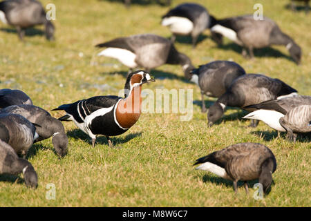 Roodhalsgans Rotganzen tussen; Red-breasted Gans unter Brent Stockfoto