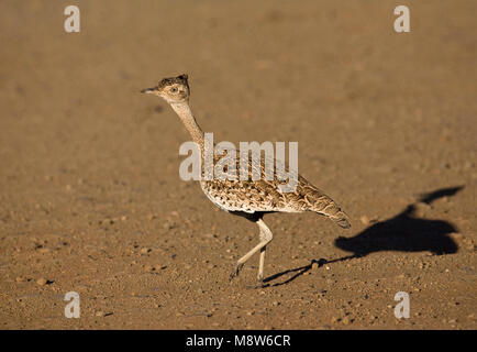 Sahel- kuiftrap, Red-Crested Korhaan, Lophotis ruficrista Stockfoto