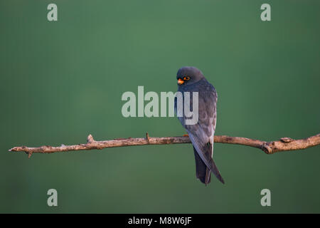 Mannetje Roodpootvalk op een Tak; Männlich Red-footed Falcon auf einem Ast sitzend Stockfoto