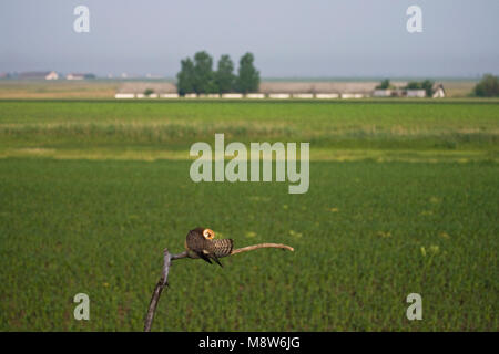 Roodpootvalk, Red-footed Falcon, Falco vespertinus Stockfoto