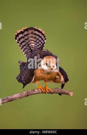 Roodpootvalk vrouw in dreighouding; Red-footed Falcon Weibchen mit legte Schwanz Stockfoto