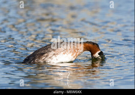 In volwassen Roodhalsfuut zomerkleed; Erwachsene Red-necked Grebe in der Zucht Gefieder Stockfoto