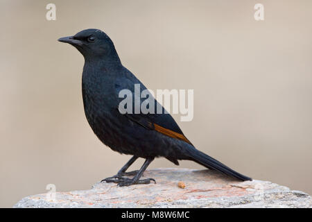 Roodvleugelspreeuw zittend op een Rots; Afrikanische Red-winged Starling hoch auf einem Felsen Stockfoto