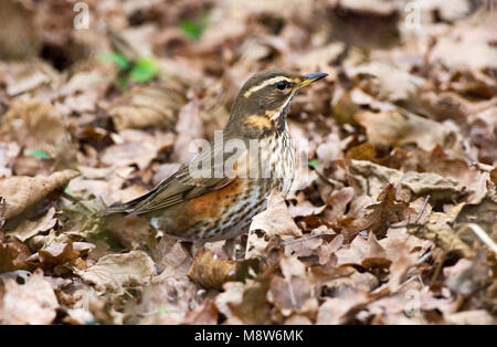 Redwing Nahrungssuche im Tod verlässt; Koperwiek foeragerend tussen dorre Blätter Stockfoto