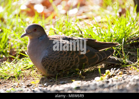 Oosterse Tortel, Orientalische Turtle-Dove, Streptopelia orientalis Stockfoto