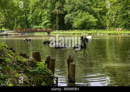 Cheverny, Loire Tal, Frankreich. 26. Juni 2017. Elegante schwarze Schwäne im Park des Anwesens. Stockfoto