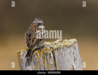 Roodkraaggors zittend op Paal; Rufous-collared Sparrow thront auf einem Pol Stockfoto