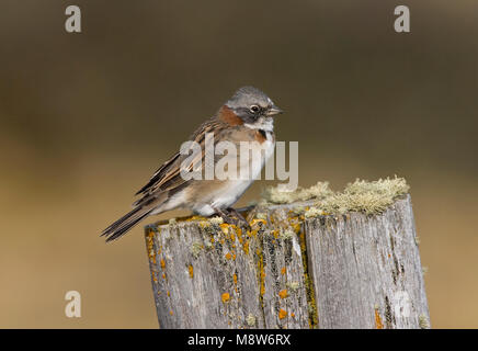 Roodkraaggors zittend op Paal; Rufous-collared Sparrow thront auf einem Pol Stockfoto