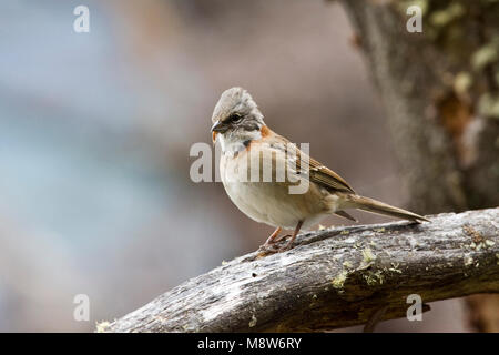 Roodkraaggors op een Tak; Rufous-collared Sparrow thront auf einem Zweig Stockfoto