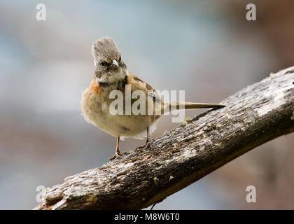 Roodkraaggors op een Tak; Rufous-collared Sparrow thront auf einem Zweig Stockfoto