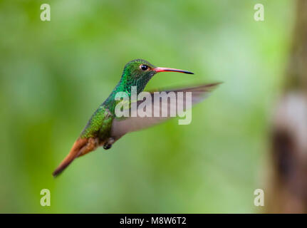 Roodstaartamazilia in de Vlucht; Rufous-tailed Kolibri im Flug Stockfoto