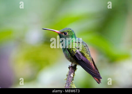 Roodstaartamazilia; Rufous-tailed Hummingbird Stockfoto