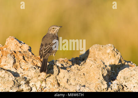 Bergspotlijster; Salbei Thrasher Stockfoto