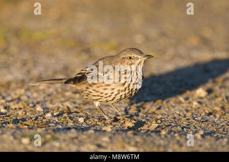 Bergspotlijster; Salbei Thrasher Stockfoto