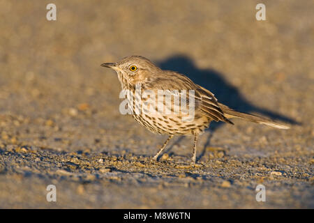 Bergspotlijster; Salbei Thrasher Stockfoto