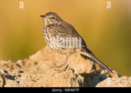 Bergspotlijster; Salbei Thrasher Stockfoto