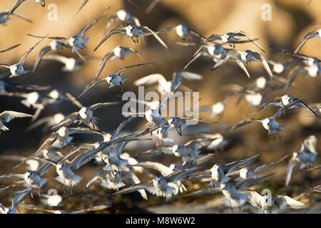 Drieteenstrandloper Groep opvliegend; Sanderling Gruppe flying off Stockfoto