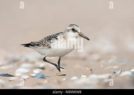 Drieteenstrandloper, Sanderling, Calidris alba Stockfoto