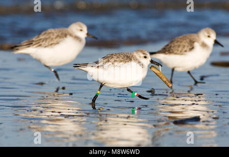 Foeragerende Drieteenstrandloper; Nahrungssuche Sanderling Stockfoto