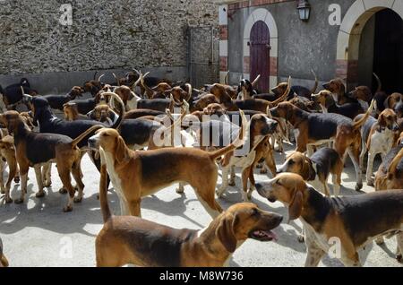 Cheverny, Loire Tal, Frankreich. 26. Juni 2017 um 12:00 Uhr. Jagdhunde der "französische Trikolore" Rasse in ihrer Heimat. Stockfoto