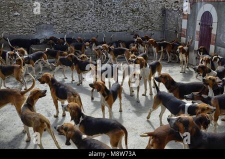 Cheverny, Loire Tal, Frankreich. 26. Juni 2017 um 12:00 Uhr. Jagdhunde der "französische Trikolore" Rasse in ihrer Heimat. Stockfoto