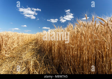 Goldene Weizen Flied vor der Ernte bei Sonnenuntergang Stockfoto