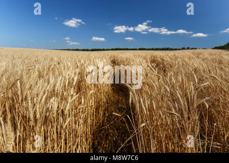 Goldene Weizen Flied vor der Ernte bei Sonnenuntergang Stockfoto