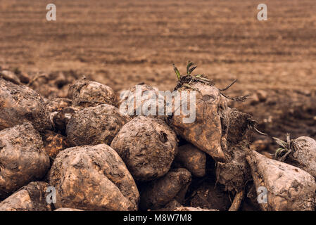 Rübenernte. Stapel der geernteten landwirtschaftlichen Wurzel-ernte im Feld. Selektive konzentrieren. Stockfoto