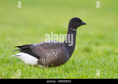 Rotgans, dunkel-bellied Ringelgans Branta bernicla Stockfoto