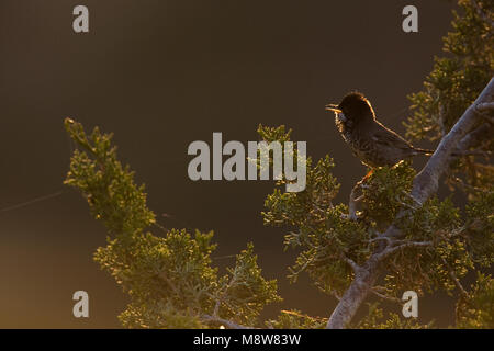 Cyprusgrasmus, Zypern Warbler, Sylvia melanothorax Stockfoto