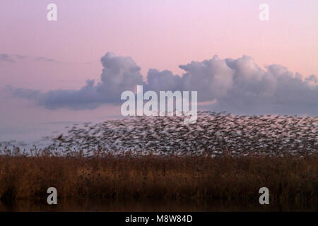 Zwerm spreeuwen krietkraag vliegend Boven; Common Starling Herde über fliegende Schilfrohr Stockfoto