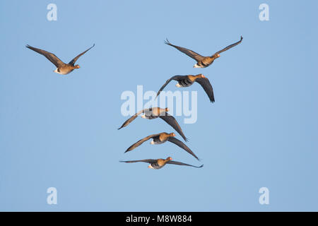 Kolgans Groep vliegend in Formatie; mehr Weiß-fronted goose Herde im Formationsflug Stockfoto