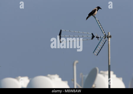 Bonte Kraai zittend, Nebelkrähe gehockt Stockfoto
