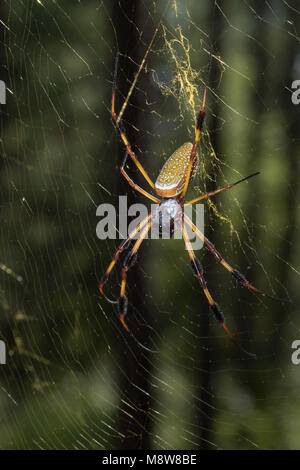 Goldener Seide orb-weaver Spider auf Web Stockfoto