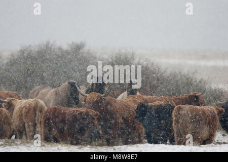 Konikpaarden in de sneeuw, Wild oder Konik Pferde im Schnee Stockfoto