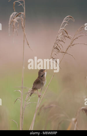 Snor zingend op rietstengel; der Savi Warbler singen auf Reed Stammzellen Stockfoto