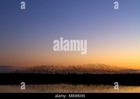 Zwerm spreeuwen Vliegend; Common Starling Herde fliegen Stockfoto