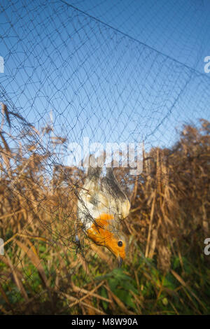 Roodborst gevangen in Net bij vogelringstation ; Europäische Robin in Net am Vogel klingelnden Station gefangen Stockfoto