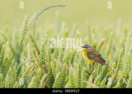 Vögele Kwikstaart, Blue-headed Bachstelze, Motacilla flava Stockfoto